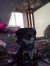 Cp Litter Turkey - ADOPTED 12.08.15