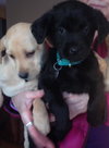Cp Litter Turkey - ADOPTED 12.08.15