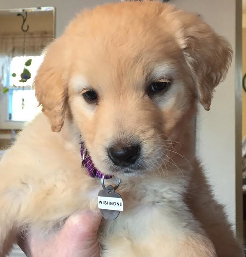 Cp Litter Wishbone - ADOPTED 12.13.15