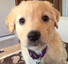 Cp Litter Wishbone - ADOPTED 12.13.15