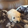 Cp Litter Wishbone - ADOPTED 12.13.15