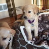 Cp Litter Wishbone - ADOPTED 12.13.15