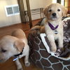 Cp Litter Wishbone - ADOPTED 12.13.15