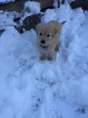 Cp Litter Wishbone - ADOPTED 12.13.15