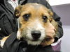 Puffer - ADOPTED 12.05.15