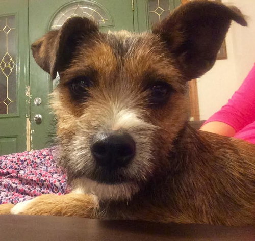 Puffer - ADOPTED 12.05.15