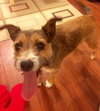 Puffer - ADOPTED 12.05.15