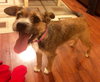 Puffer - ADOPTED 12.05.15