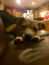 Puffer - ADOPTED 12.05.15