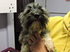 Pp Litter Avery (Mom) - ADOPTED 04.17.16