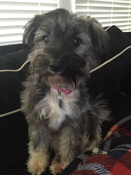 Pp Litter Avery (Mom) - ADOPTED 04.17.16