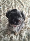 Pp Litter Avery (Mom) - ADOPTED 04.17.16