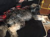 Pp Litter Avery (Mom) - ADOPTED 04.17.16