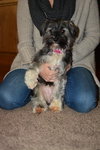 Pp Litter Avery (Mom) - ADOPTED 04.17.16