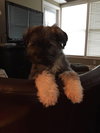 Pp Litter Avery (Mom) - ADOPTED 04.17.16