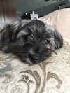 Pp Litter Avery (Mom) - ADOPTED 04.17.16