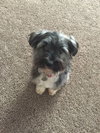 Pp Litter Avery (Mom) - ADOPTED 04.17.16