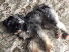 Pp Litter Avery (Mom) - ADOPTED 04.17.16