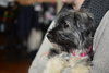 Pp Litter Avery (Mom) - ADOPTED 04.17.16