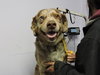 McTavish - ADOPTED 12.12.15