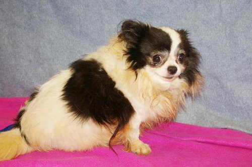 Sylvester - ADOPTED-12.12.15