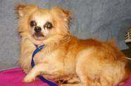 Tweety - ADOPTED-12-12-15