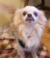 Tweety - ADOPTED-12-12-15