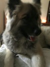 Rossignol - ADOPTED 12.3.15