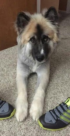 Rossignol - ADOPTED 12.3.15