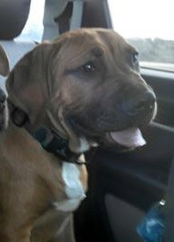 Dp Litter Rudy - ADOPTED 12.12.15
