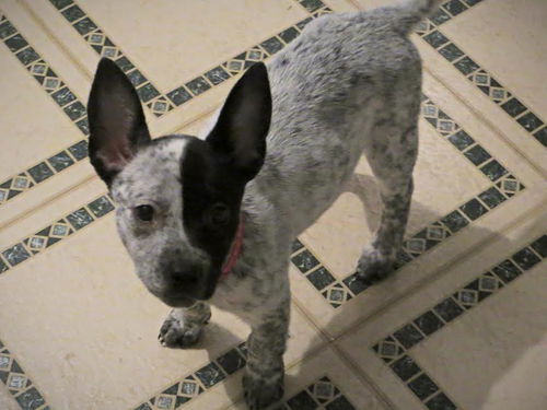 Fern - ADOPTED 12.12.15