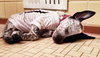 Fern - ADOPTED 12.12.15