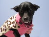 Fp Litter - Fostoria - ADOPTED 12.11.15