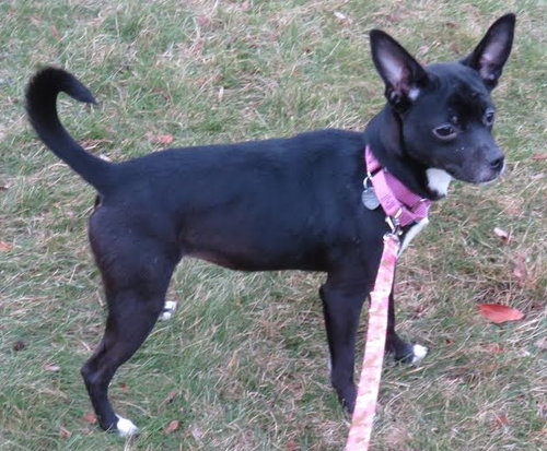 Fp Litter - Fostoria - ADOPTED 12.11.15