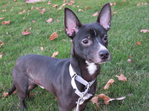 Fp Litter - Fenwick - ADOPTED 01.15.16