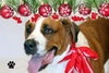 Kelsey - ADOPTED-12.13.15