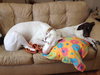 Rena ♥ - ADOPTED-12.16.15