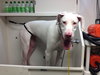Rena ♥ - ADOPTED-12.16.15