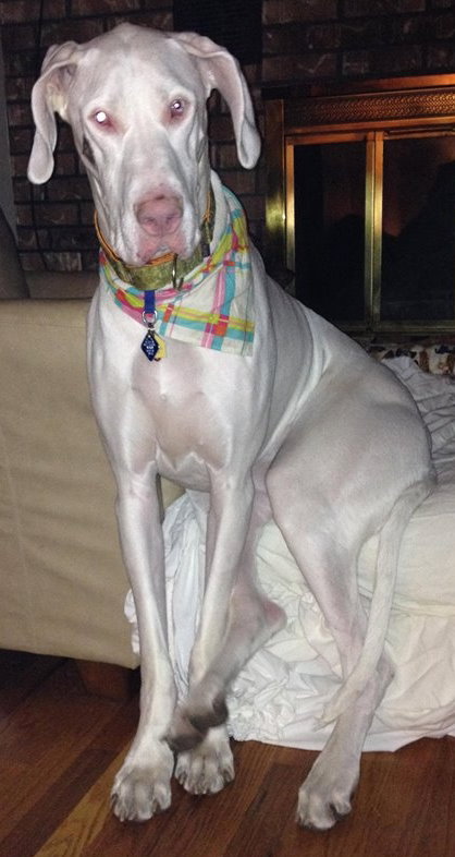 Rena ♥ - ADOPTED-12.16.15