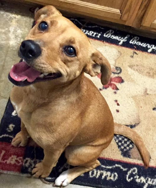 Corinna - ADOPTED 01.15.16