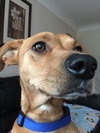Corinna - ADOPTED 01.15.16