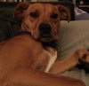 Corinna - ADOPTED 01.15.16