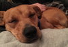 Corinna - ADOPTED 01.15.16