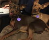 Gp - Valentine [bonded pair] - ADOPTED 03.12.16