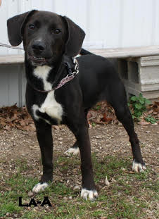 Nymeria - ADOPTED 06.12.16