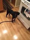 Nymeria - ADOPTED 06.12.16