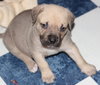 Hp Litter Caesar -ADOPTED 01.31.16