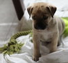 Hp Litter Caesar -ADOPTED 01.31.16