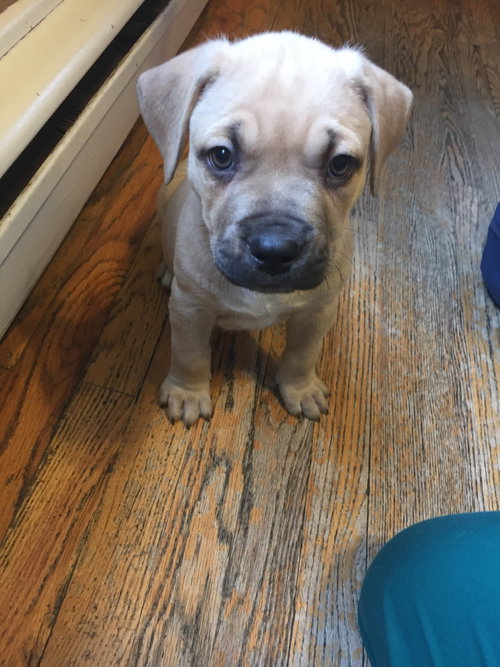 Hp Litter Caesar -ADOPTED 01.31.16
