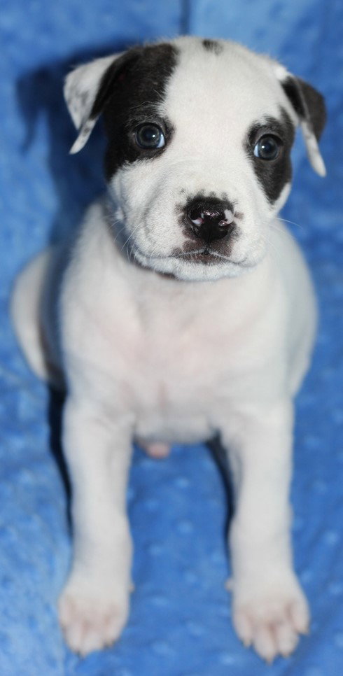 Hp Litter Luxor - ADOPTED 01.20.16